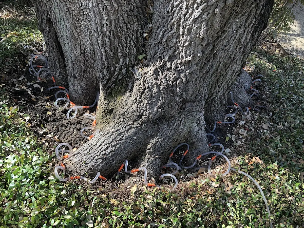 Detailed Tree Cabling and Bracing job site in Tiptonville